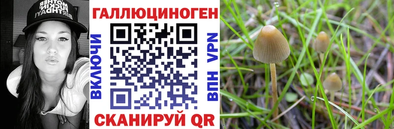 Купить где  Новомичуринск  Псилоцибиновые грибы Cubensis 